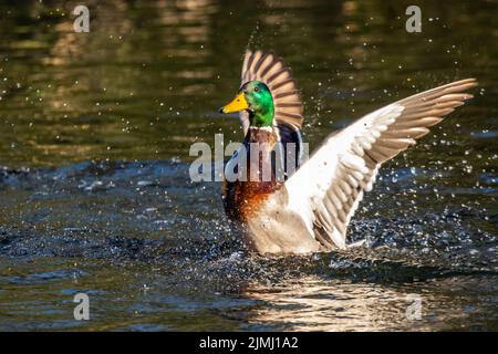 Un grande marrone Mallard Tucson, Arizona Foto Stock