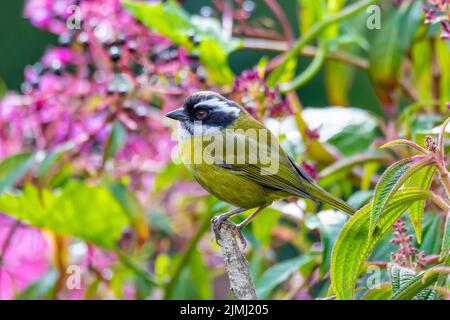 Tanager di cespuglio con tappo sooty - Chlorospingus pileatus, San Gerardo de Dota, Costa Rica. Foto Stock