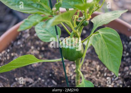 Pianta di peperone rosso in vaso, capsicum annuum, in crescita e ancora verde. Tarda primavera, Wichita, Kansas, USA. Foto Stock