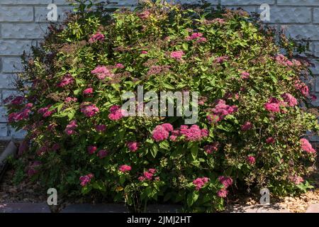 Arbusto di pirea japonica, dolce giapponese, in fiore con germogli. Wichita, Kansas, Stati Uniti. Foto Stock