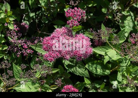 Arbusto di pirea japonica, dolce giapponese, in fiore con germogli. Wichita, Kansas, Stati Uniti. Foto Stock