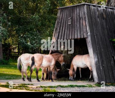 Un piccolo gruppo di cavalli di Przewalski che mangiano in un cortile di legno Foto Stock