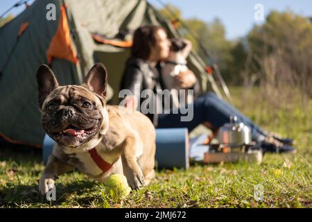 Felice cane carino giocare all'aperto Foto Stock