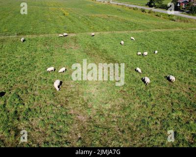 Vista drone di pecore pascolo in campo in una giornata estiva soleggiata Foto Stock