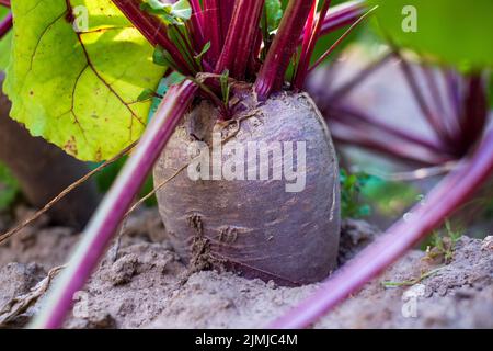 Vista ravvicinata della barbabietola cresce nel terreno. Agricoltura biologica Foto Stock