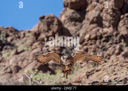 MASPALOMAS, GRAN CANARIA, SPAGNA - MARZO 8 : gufo di aquila eurasiatica in volo al Parco Palmitos, Maspalomas, Gran Canaria, Isole Canarie Foto Stock