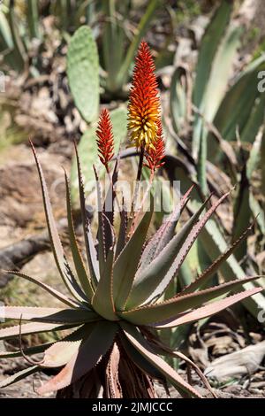 LOS PALMITOS, GRAN CANARIA, SPAGNA - MARZO 8 : Aloe vera cresce a Los Palmitos, Gran Canaria, Spagna il 8 Marzo 2022 Foto Stock