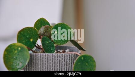 Pilea peperomioides, pilea o pianta cinese del denaro, pianta della frittella o pianta domestica di UFO in una pentola, spazio di copia. Arredamento moderno. Piante domestiche verdi Foto Stock