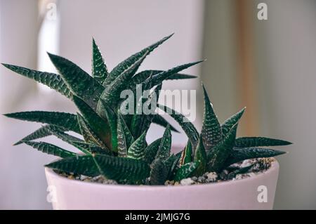 Gasteraloe, un ibrido succulente. Foglie di cactus teale. Carta da parati Cactus Plant pattern. Modelli di pianta succulenti. Dettagli di foglie succulente Foto Stock