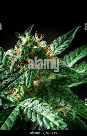 Pianta di cannabis in fiore con stimmi bianchi e gialli su sfondo nero Foto Stock