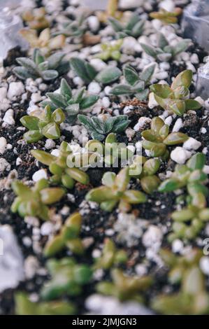 Upcycling vecchie coppe di uovo di plastica come serra ripurposed per propagare le foglie succulente con l'umidità alta dell'aria. Foglie poste sul suolo per il giardinaggio Foto Stock