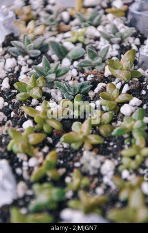 Upcycling vecchie coppe di uovo di plastica come serra ripurposed per propagare le foglie succulente con l'umidità alta dell'aria. Foglie poste sul suolo per il giardinaggio Foto Stock