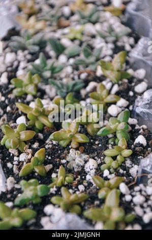 Upcycling vecchie coppe di uovo di plastica come serra ripurposed per propagare le foglie succulente con l'umidità alta dell'aria. Foglie poste sul suolo per il giardinaggio Foto Stock