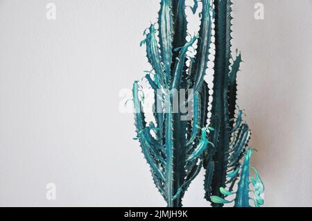 Pianta ornamentale con steli succulenti verdi di cactus isolati su fondo bianco. Arte vegetale minima Foto Stock