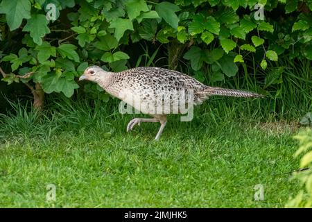Female Phasant, Phasianus colchicus, vicino a Tiverton, Devon, Inghilterra Foto Stock