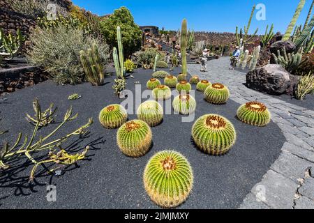 Oro Bull Cactus (Echinocactus platyacanthus) Foto Stock