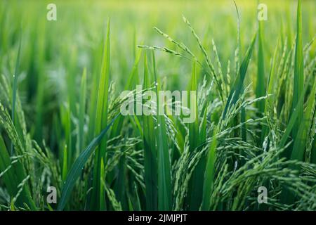 Giovani piante di riso verde nel campo Foto Stock