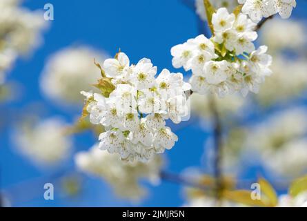 Mirabella in fiore in primavera. Mirabelle in fiore (Prunus domestica L.) in primavera. Foto Stock