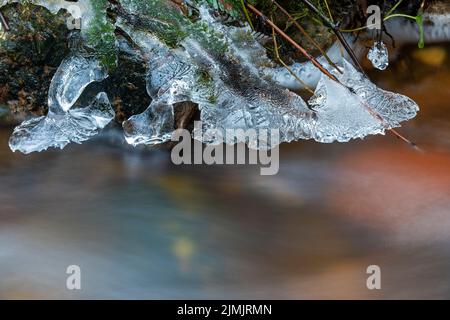 Strutture di ghiaccio su una banca del ruscello / Schierenwald - Schleswig-Holstein Foto Stock