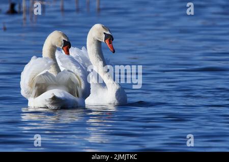 Muto cigno in primavera Foto Stock
