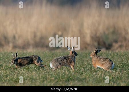 In una caccia cursoriale selvaggia, gli Hares europei maschili circondano la femmina Foto Stock