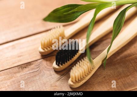 Primo piano di piante di bambù e spazzolini ecologici Foto Stock