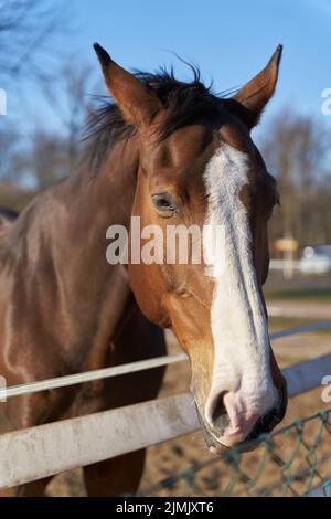 Vista frontale di un cavallo marrone in un allevamento di cavalli vicino alla città di Magdeburg in Germania Foto Stock