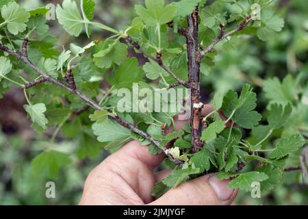 Diaspididae peste su rami e steli di arbusti in mano Foto Stock