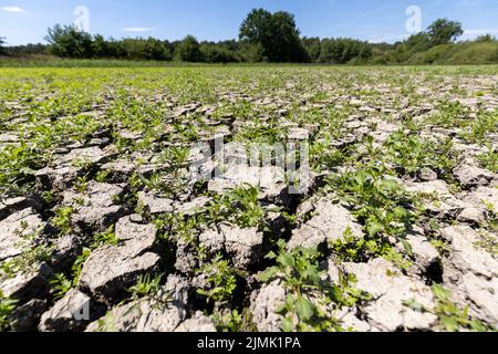 PRODUZIONE - 04 Agosto 2022, Baviera, Erlangen: Il fondo di un laghetto di carpe di proprietà di Oberle, un laghetto di Erlangen, si è strappato e si è asciugato. Oberle ha recentemente dovuto pescare lo stagno e drenare il resto dell'acqua perché il livello dell'acqua era già sceso di 60 centimetri. La profondità poco profonda avrebbe reso relativamente facile per gli aironi a preda su carpa piccola. Le settimane di siccità stanno anche causando problemi per i custodi dello stagno delle carpe. Gli stagni di carpa hanno perso una notevole quantità di acqua ed alcuni hanno già dovuto essere pescati fuori perché il pesce manca water.lost ed alcuni hanno già avuto t Foto Stock