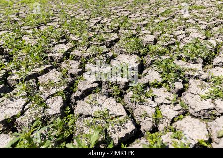 PRODUZIONE - 04 Agosto 2022, Baviera, Erlangen: Il fondo di un laghetto di carpe di proprietà di Oberle, un laghetto di Erlangen, si è strappato e si è asciugato. Oberle ha recentemente dovuto pescare lo stagno e drenare il resto dell'acqua perché il livello dell'acqua era già sceso di 60 centimetri. La profondità poco profonda avrebbe reso relativamente facile per gli aironi a preda su carpa piccola. Le settimane di siccità stanno anche causando problemi per i custodi dello stagno delle carpe. Gli stagni di carpa hanno perso una notevole quantità di acqua ed alcuni hanno già dovuto essere pescati fuori perché il pesce manca water.lost ed alcuni hanno già avuto t Foto Stock