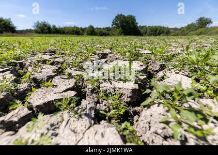 PRODUZIONE - 04 Agosto 2022, Baviera, Erlangen: Il fondo di un laghetto di carpe di proprietà di Oberle, un laghetto di Erlangen, si è strappato e si è asciugato. Oberle ha recentemente dovuto pescare lo stagno e drenare il resto dell'acqua perché il livello dell'acqua era già sceso di 60 centimetri. La profondità poco profonda avrebbe reso relativamente facile per gli aironi a preda su carpa piccola. Le settimane di siccità stanno anche causando problemi per i custodi dello stagno delle carpe. Gli stagni di carpa hanno perso una notevole quantità di acqua ed alcuni hanno già dovuto essere pescati fuori perché il pesce manca water.lost ed alcuni hanno già avuto t Foto Stock