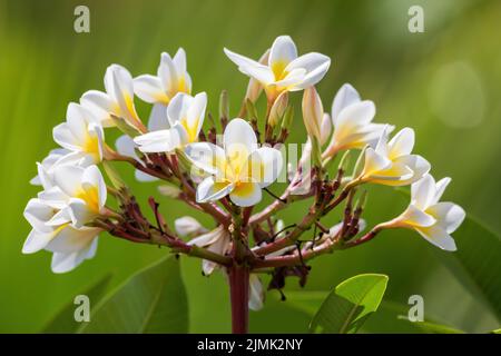 Fiore bianco di plumeria in giardino naturale Foto Stock