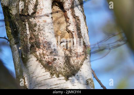 Eurasian picchio muratore Foto Stock