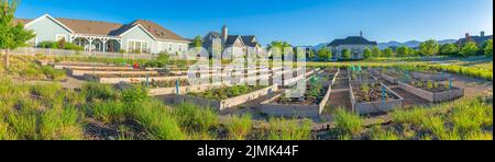 Varietà di colture in un giardino pubblico a Daybreak, South Jordan, Utah. Letti giardino nel mezzo di un grande campo e case residenziali recintate. Foto Stock