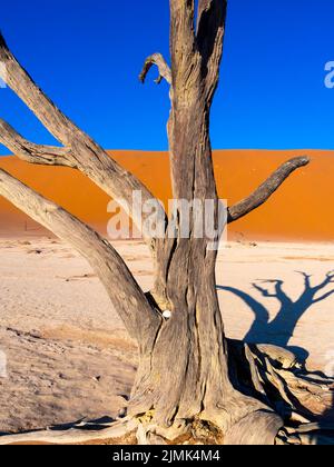 Alberi morti di cammello (Vachellia erioloba) Foto Stock