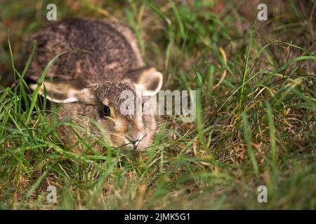 Lepre in erba, nel selvaggio. Foto Stock