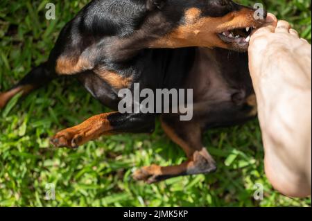 Pincher cane morso gioco dita gamba su erba verde vista ravvicinata Foto Stock