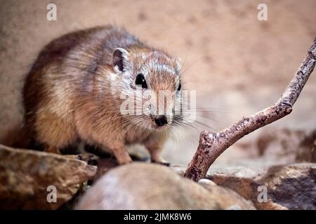 Sabbia di grasso di ratto (Psammomys obesus). Foto Stock
