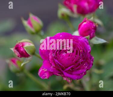 "Heidi Klum' Floribunda Rose, Floribundaros (rosa) Foto Stock