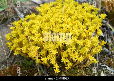 Acro di Sedum Foto Stock
