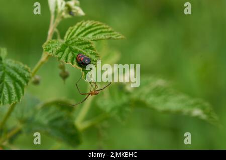 Un froghopper nero e rosso e un ragno Foto Stock