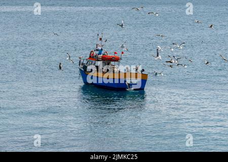 Gabbiani che combattono sul pesce sopra una piccola barca da pesca al largo della costa portoghese Foto Stock