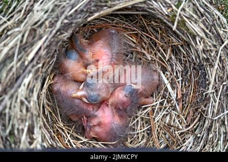 Quattro pulcini a covata in un nido di uccello nero (Turdus merula). Foto Stock