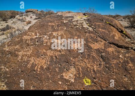La pecora di Bighorn figura i petroglifi all'affioramento del tufo, il sito d'arte della roccia di Ash Springs, la valle di Pahranagat, vicino ad Ash Springs, Nevada, Stati Uniti Foto Stock