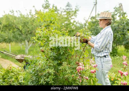 Fiore il giardinaggio e la manutenzione del concetto. Immagine ravvicinata di donne le mani con forbici lavora in giardino. Fresatura di giardiniere off spray di speso o Foto Stock