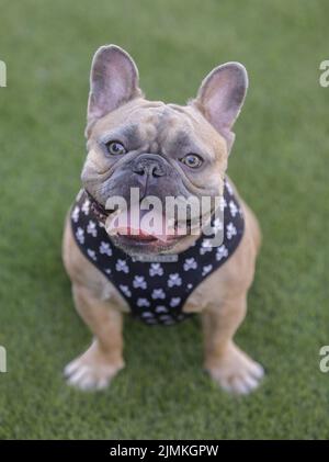 1-Year-Old Blue Fawn Female Frenchie seduta e ansimare con lingua che attacca fuori. Parco per cani al guinzaglio nella California settentrionale. Foto Stock