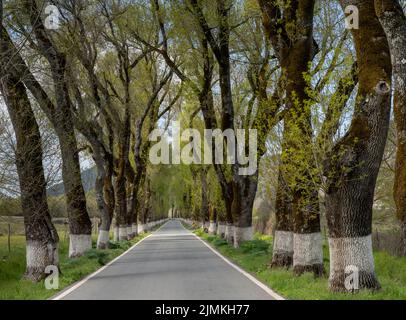 Una pittoresca strada di campagna fiancheggiata da alti alberi di colore verde primaverile Foto Stock