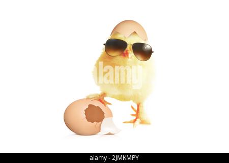Divertente pulcino carino con occhiali da sole e uova. Foto Stock