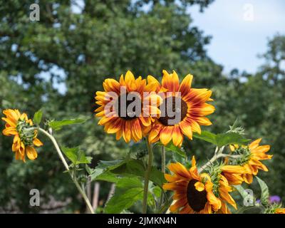 Bellissimi girasoli in un ambiente verde in una giornata estiva Foto Stock