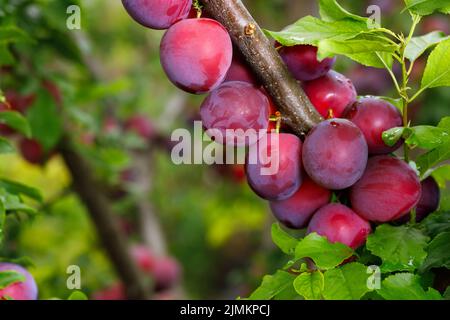 prugne ripecherry appese sul ramo in giardino Foto Stock